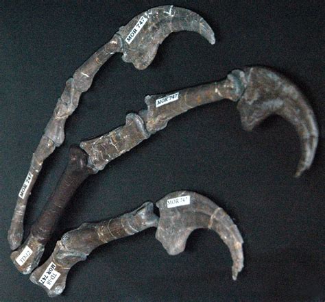 Prehistoric, Dinosaur fossils, Dinosaur claw