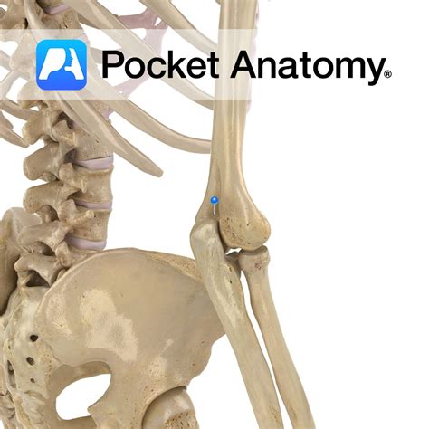 Humerus - olecranon fossa - Pocket Anatomy