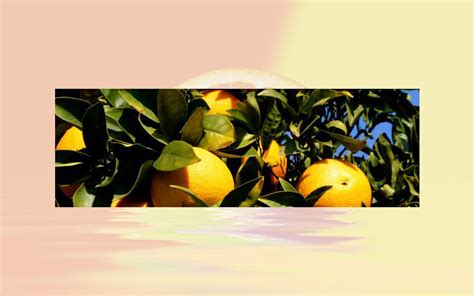 Citrus black spot: new evidence reviewed - FRUIT PROCESSING magazine