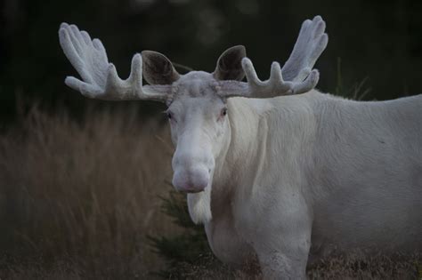 Rare White Moose… – Military Veterans and Patriots