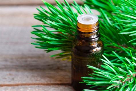 Pine essential oil facts and benefits - PT Tamba Sanjiwani