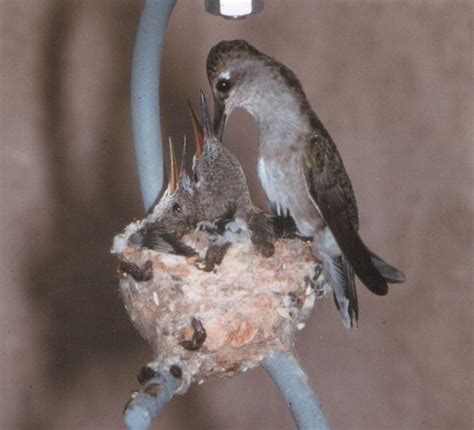 Instructions on How to Make a Hummingbird House -- Hummingbirds are not attracted to ...