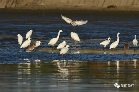 COP15丨盈江常见鹭鸶，你了解多少_要闻_德宏频道_云南网