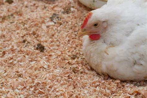 How to Use the Deep Litter Method in Your Chicken Coop - Pickity ...