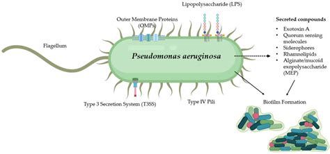 Pseudomonas Aeruginosa Disease Caused - Carpet Vidalondon