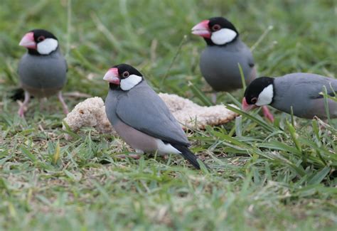 The Birdist: Hawaiian Birds and Wildlife Mega Photo Post