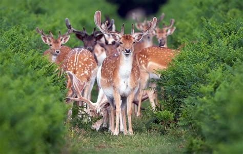 Download Animal Deer HD Wallpaper