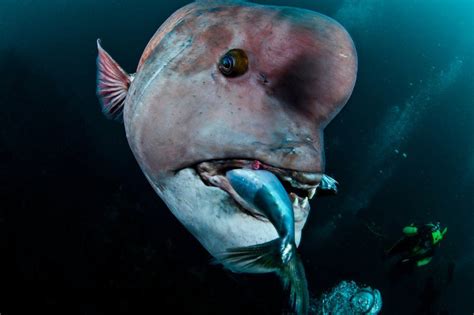 (Kobudai) Asian Sheepshead Wrasse Facts: They Change Gender from Females to Males - Odd Facts