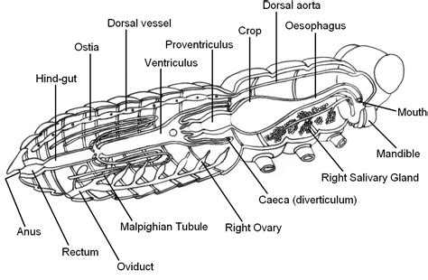 Insect Anatomy