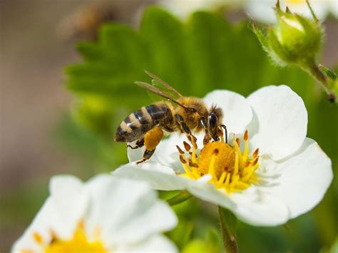 10 Bee Friendly Plants Worth Adding to Your Yard | Reader's Digest