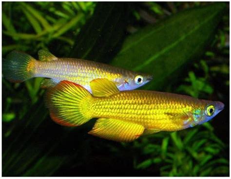 Golden Wonder Killifish | Arizona Aquatic Gardens