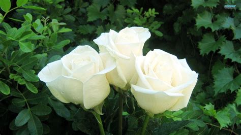 White Rose Wallpapers - Wallpaper Cave