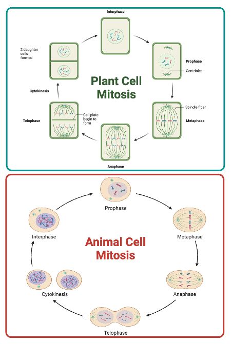 Comparing and Contrasting Interphase, Mitosis & Cytokinesis Practice | Biology Practice Problems ...