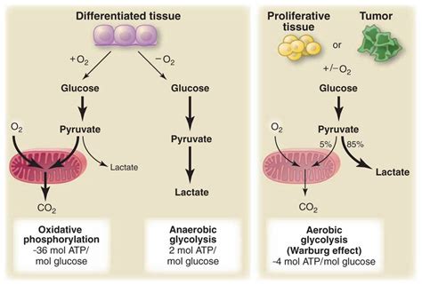 CrossFit | Understanding the Warburg Effect: The Metabolic Requirements of Cell Proliferation