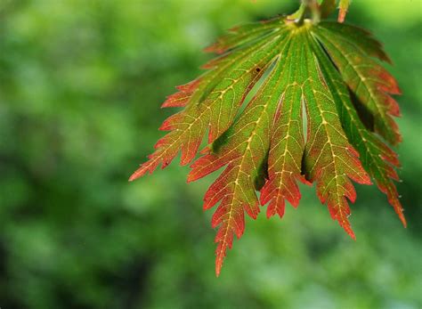 Fall is Coming | This full-moon maple (Acer japonicum) by th… | Flickr
