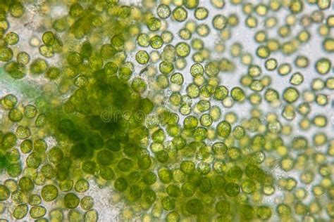 Chlorella Microscope Lab Image