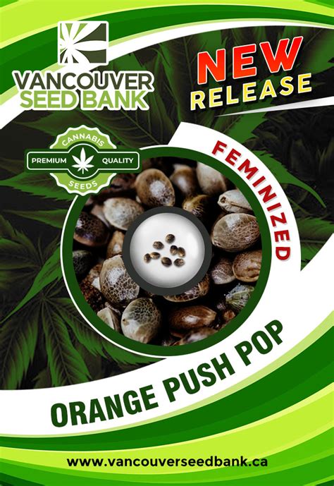 Orange Push Pop Strain Feminized Marijuana Seeds | Vancouver Seed Bank