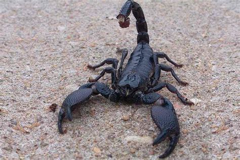 Emperor Scorpion – Detailed Guide: Care, Diet, and Breeding - Shrimp ...