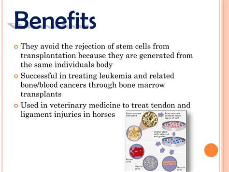 PPT - STEM CELLS PowerPoint Presentation, free download - ID:6148042