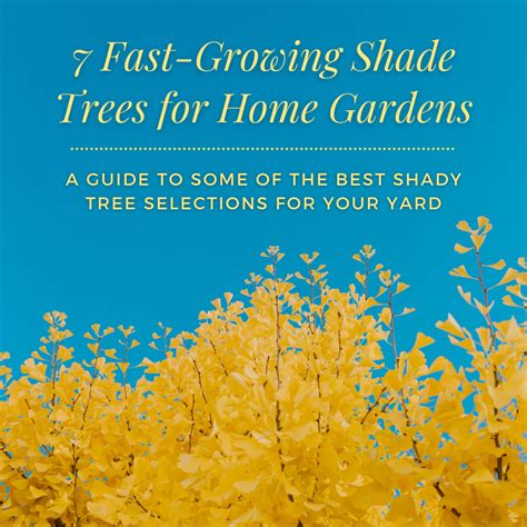 7 Fast-Growing Shade Trees Perfect for Home Gardens - Dengarden