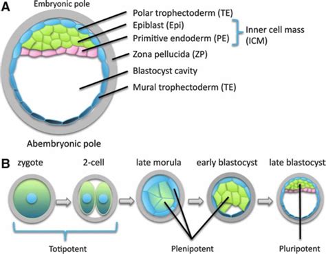 Totipotent cells defined, totipotent vs pluripotent vs multipotent stem cells