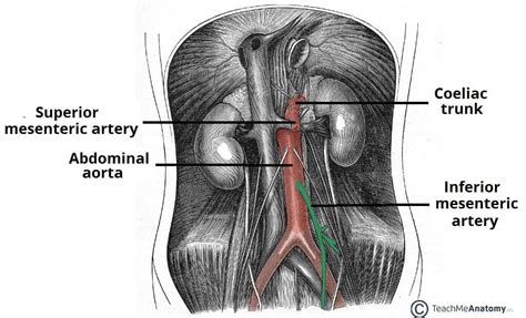 The Inferior Mesenteric Artery - Position - Branches - TeachMeANatomy