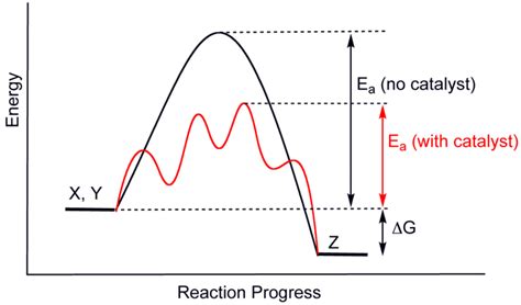 Difference Between Catalyst and Enzyme | Definition, Characteristics ...