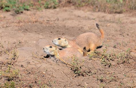 Dina's City Wildlife Adventures: Wild animals in the Badlands