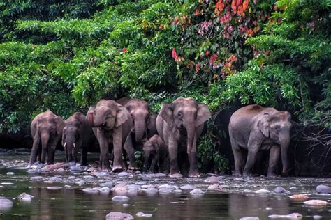 10 Borneo Elephant Facts You Didn't Know