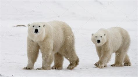 Two polar bears — Stock Photo © GUDKOVANDREY #87187878