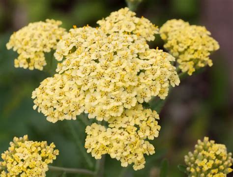 Achillea (Yarrow) - Flower Facts, Meaning and Uses – A to Z Flowers