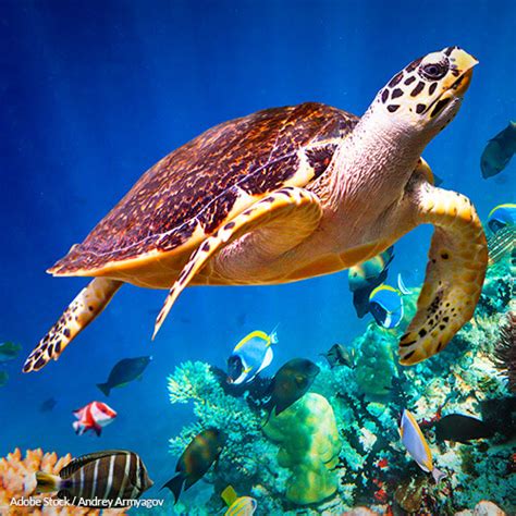 Hawksbill Sea Turtle Pictures