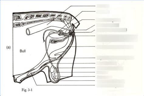 Bull Reproductive system- Exam 3 Diagram | Quizlet