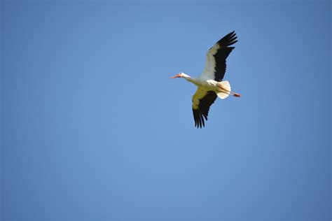 Gambar : burung, sayap, hewan, Burung laut, terbang, paruh, penerbangan ...