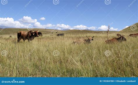 Colored Landscape Photo of Afrikaner Cattle in the Drakensberg-mountain-area. Stock Photo ...