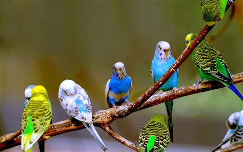 30+ Budgerigar HD Wallpapers and Backgrounds