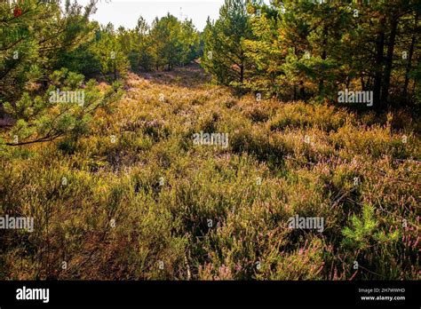 Autumn landscape of mixed forest with undergrowth shrub of common heather - latin Calluna ...