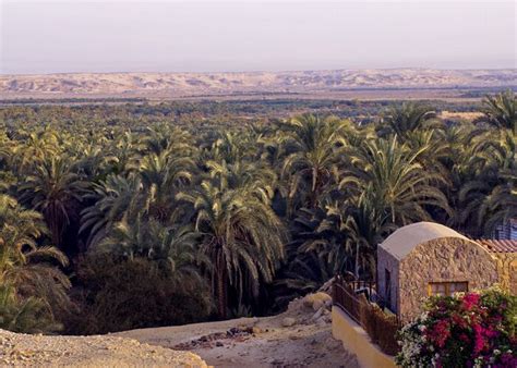 Bahariya Oasis Information you want to know | Bahariya Oasis Egypt