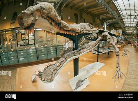 Skeleton of giant Cretaceous crocodile, (Sarcosuchus imperator), National Museum of Natural ...