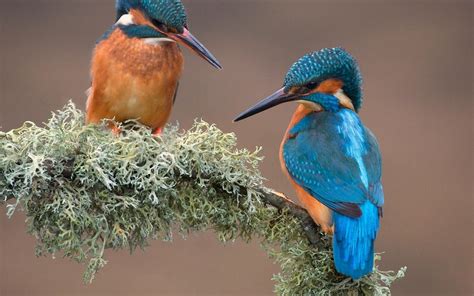 kingfisher, Birds, Branch HD Wallpapers / Desktop and Mobile Images & Photos