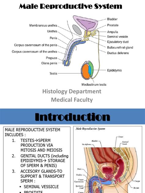 Anatomy Of Male And Female Reproductive System Pdf ~ Reproductive ...