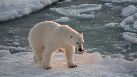 En Norvège: Un ours blanc s'introduit dans un campement et blesse une ...