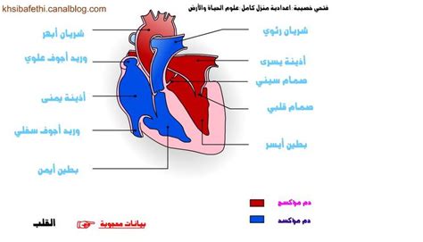 مقطع طولي في القلب - anatomie et biologie en flash