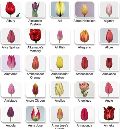 Tulip Color Guide | Flirty Fleurs The Florist Blog - Inspiration for ...