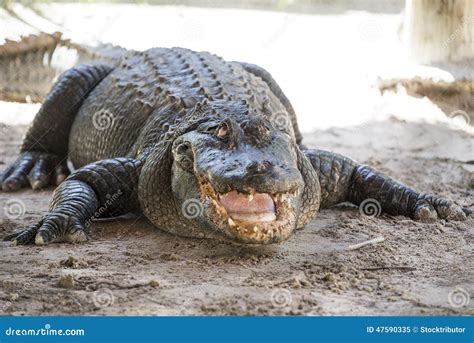 Alligator everglades stock image. Image of national, deadly - 47590335