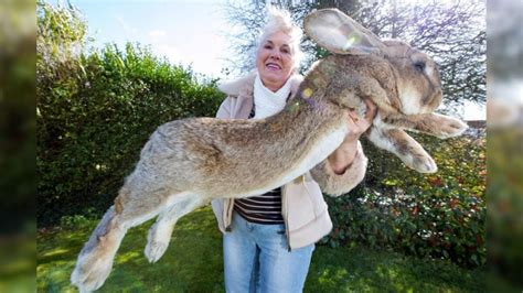 Pin by Lillian Abel on animals, birds, fish and insects | Large rabbits, Giant rabbit, Animals