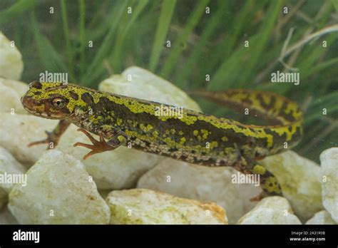 Marbled newt triturus marmoratus in breeding aquatic phase hi-res stock photography and images ...