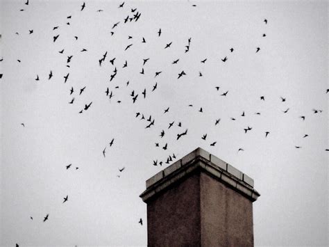 This Fall: Witness the Magic of Chimney Swift Migration | Audubon North Carolina