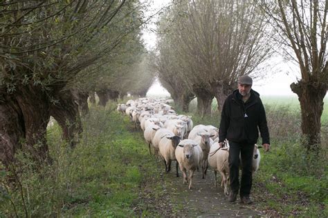 The job of shepherd is added to the Dutch cultural heritage list - DutchNews.nl