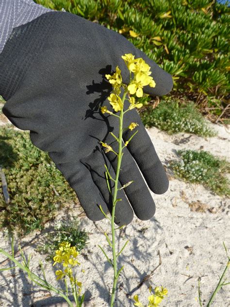 Brassica juncea (Brown Mustard, Brown Mustards, Chinese Mustard ...